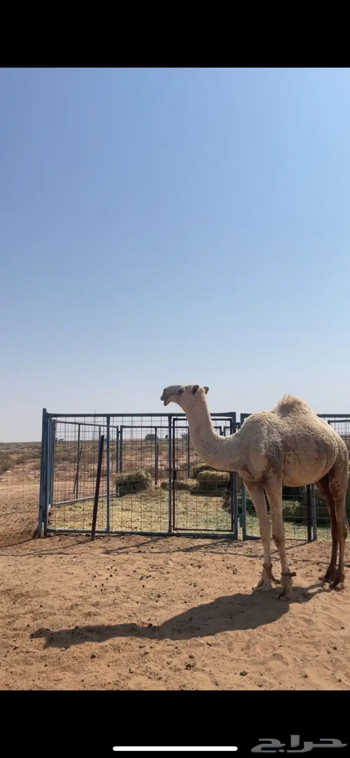 للبيع قعود كفو 1