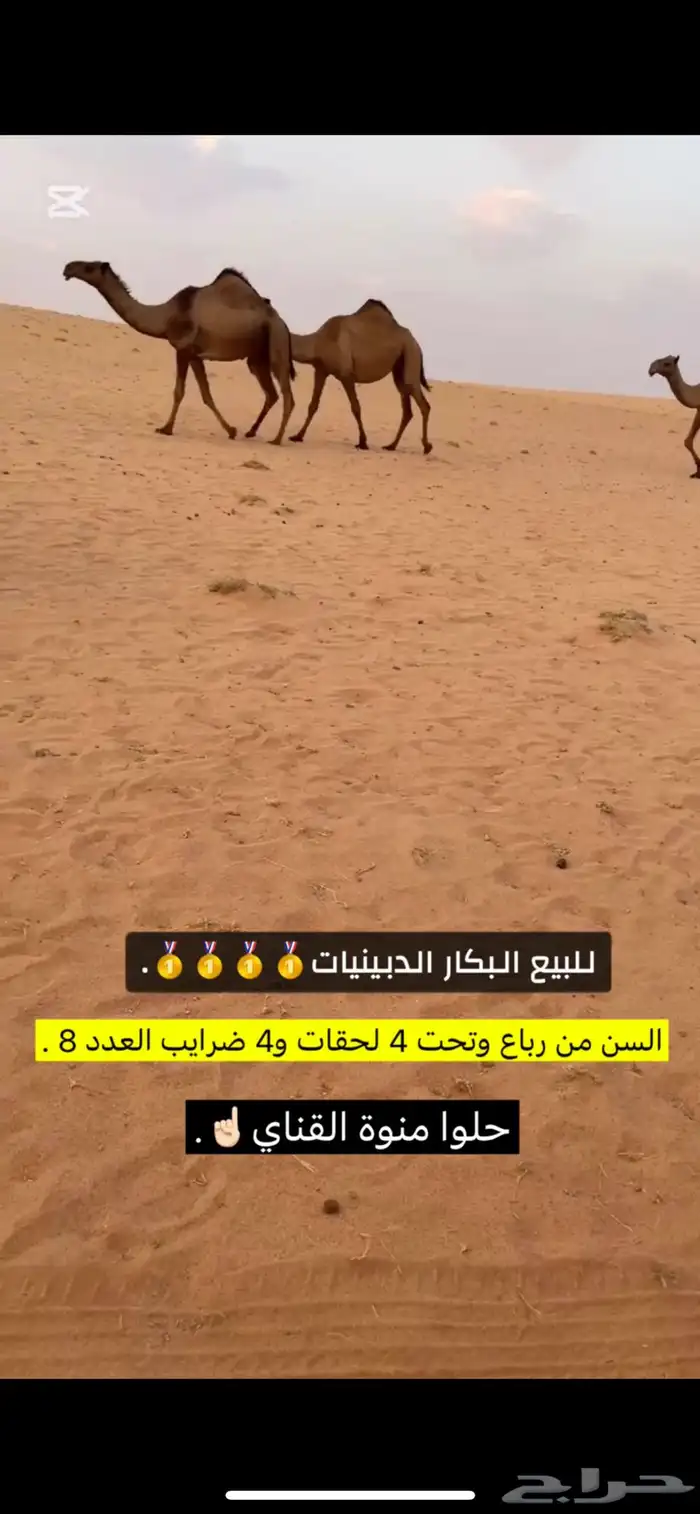 للبيع البكار الكفو 5