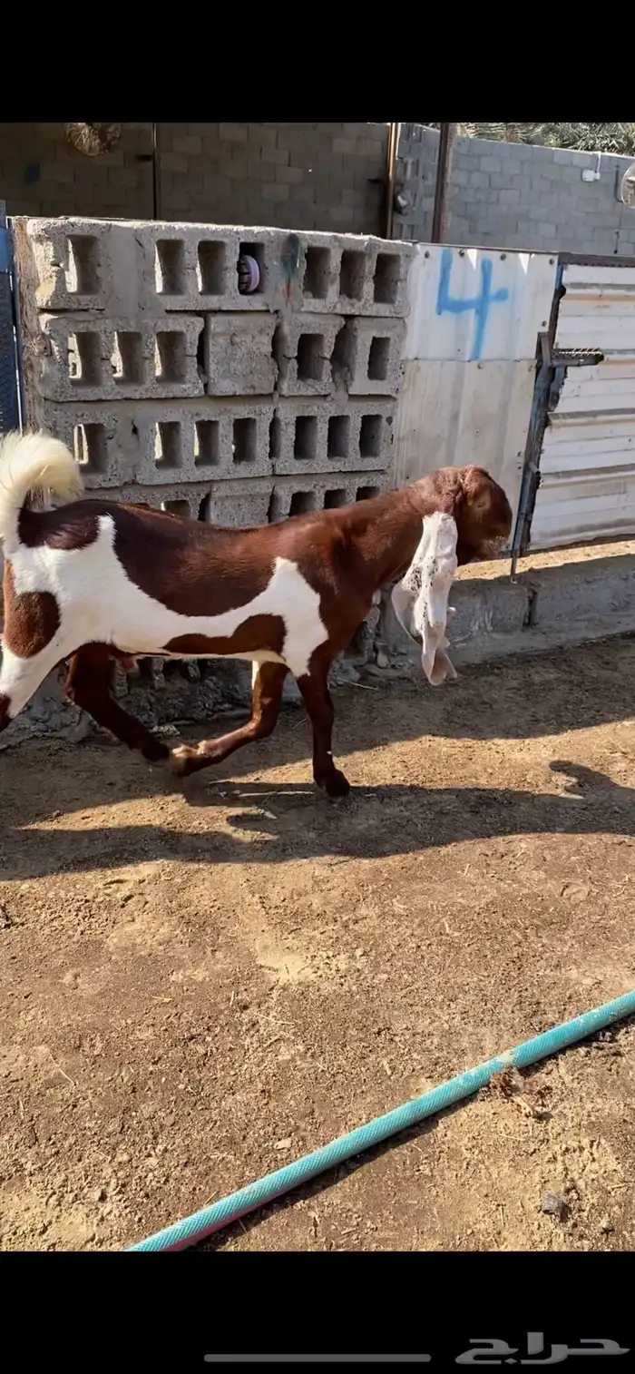 تيوس مشاريع فحول 0