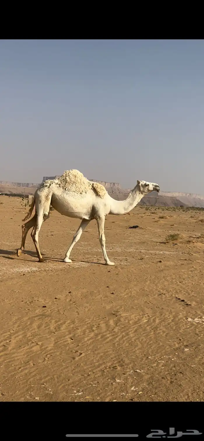 لقيه للبيع 1