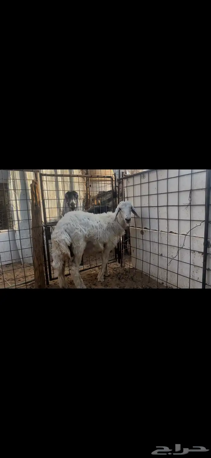 طلي حري ذبيحه..تم البيع 0