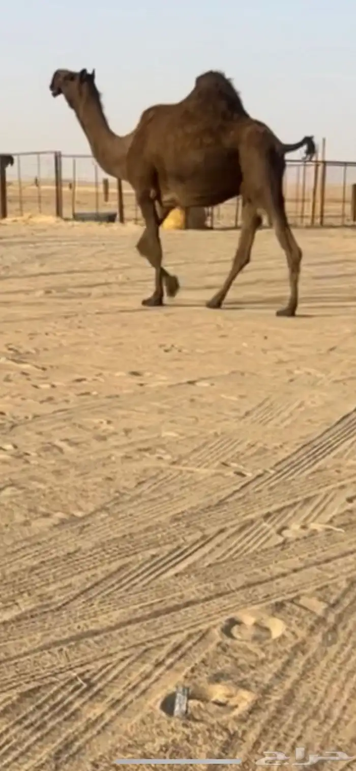 لقحه لها 9 شهور كفو مجهم 1