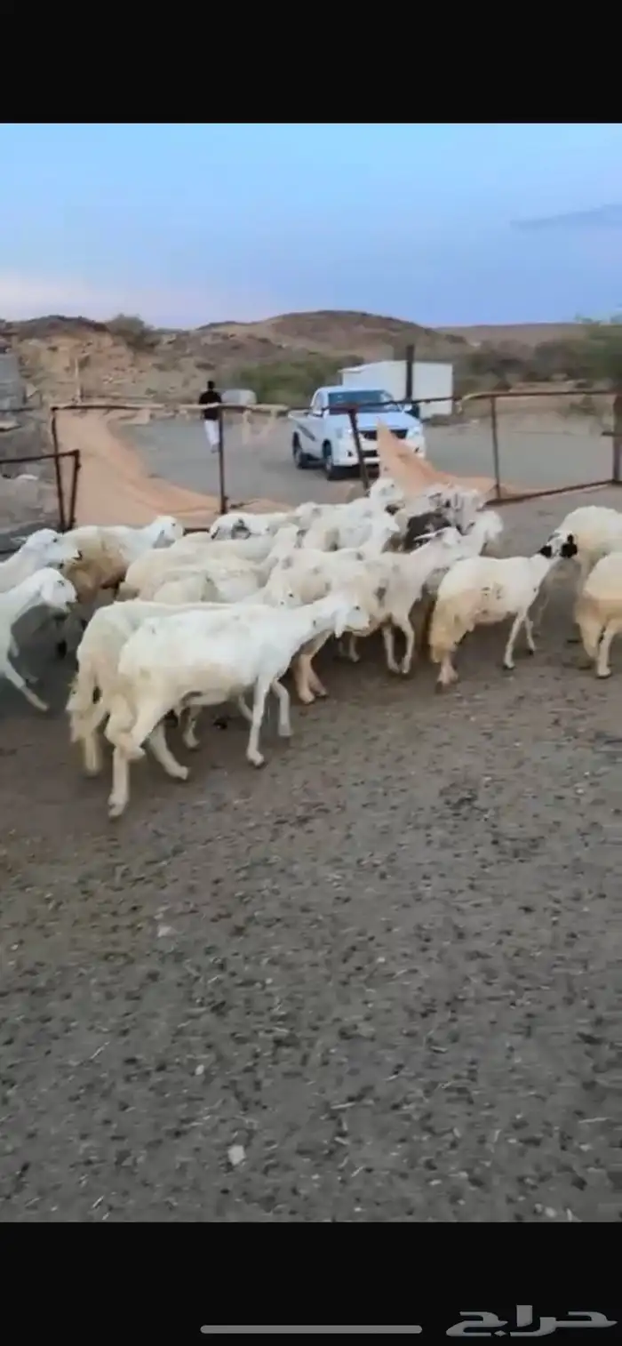حريات 23 بفحلها دفع 0
