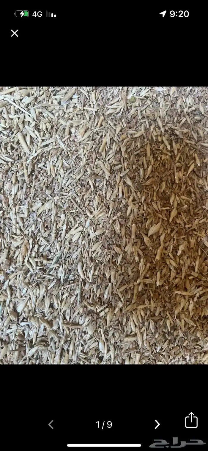 بذر هيبان البيه في حائل ابوغيل 2