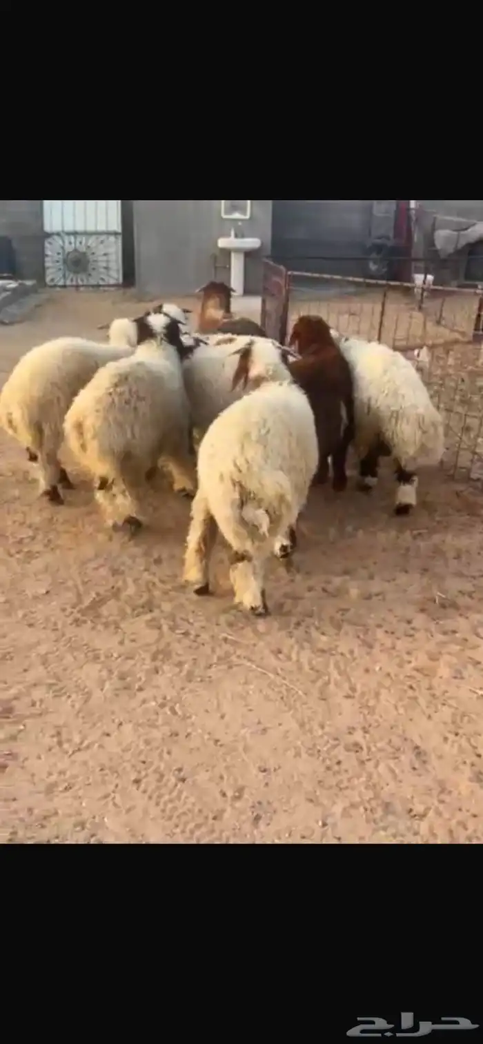 خرفان 0