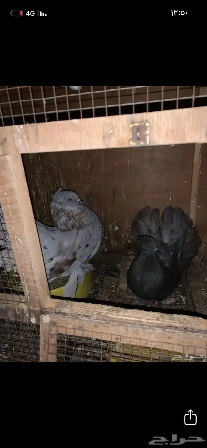 للبيع مراح دجاج كلها ب الف ريال بس 21