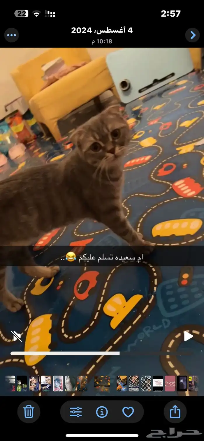 سكوتش فولد مفقوده 2