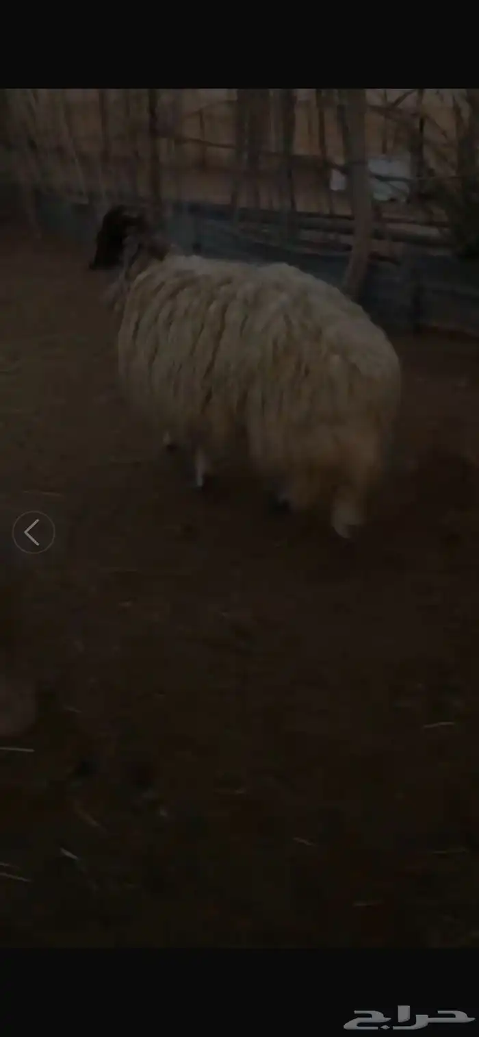 شاه نعيميه حايل جبرره 0