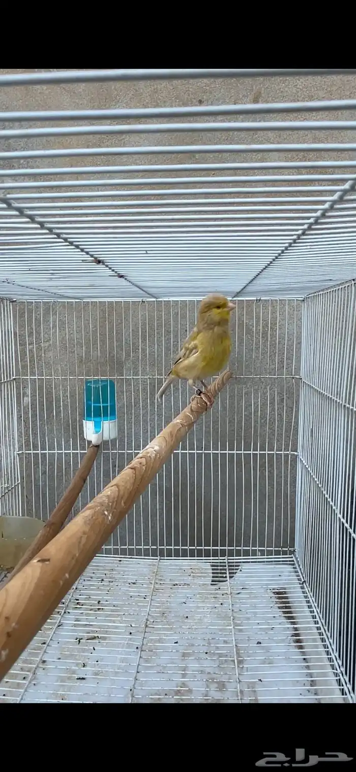 أنثى كناري جاهزه 0