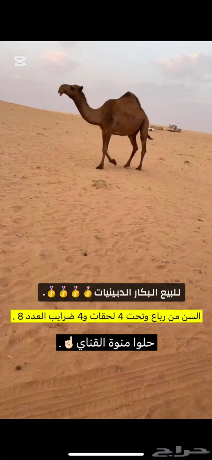 للبيع البكار الكفو 1