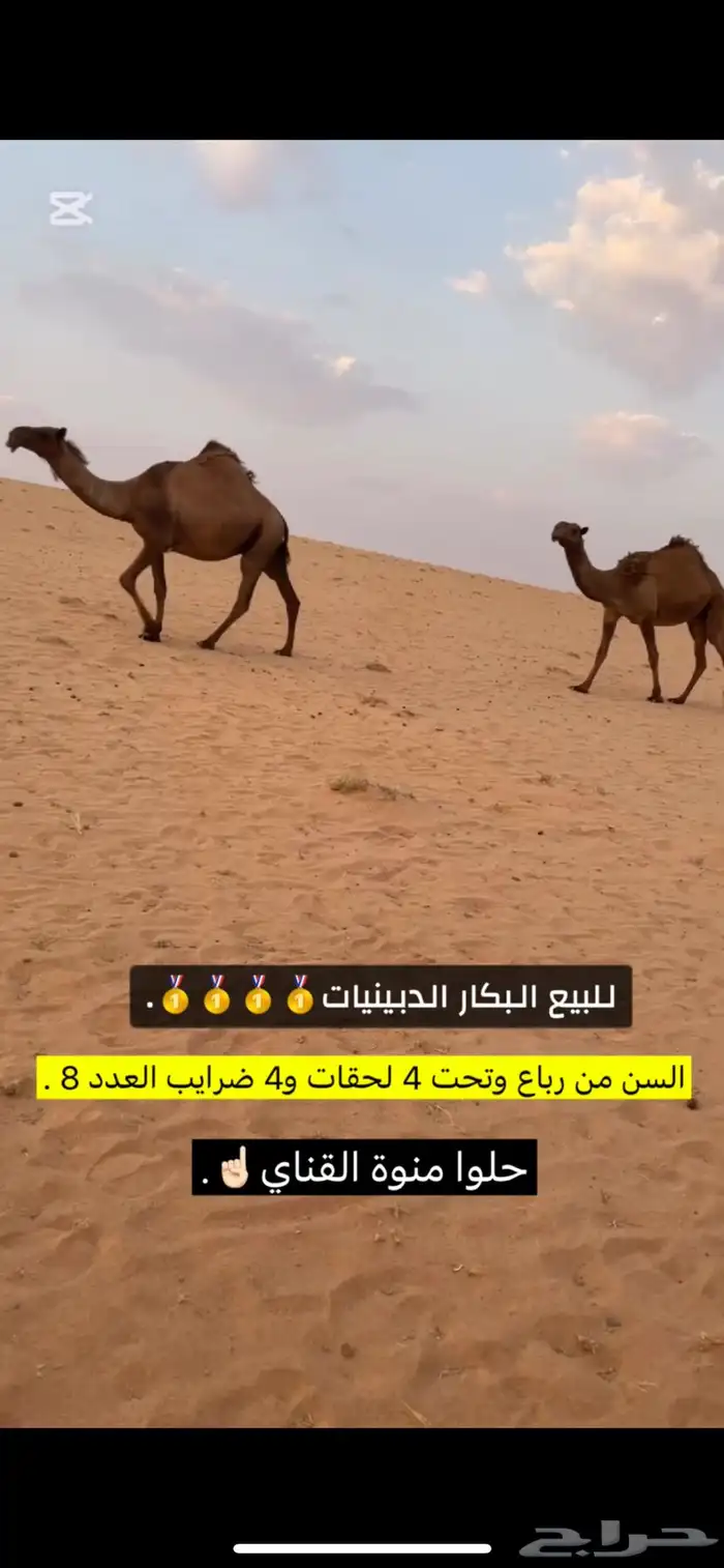 للبيع البكار الكفو 4