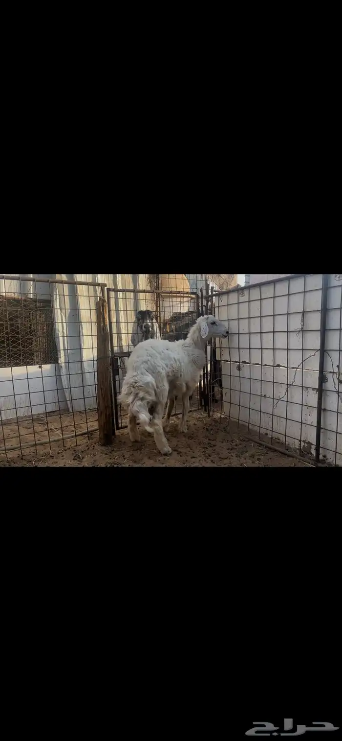 طلي حري ذبيحه..تم البيع 1