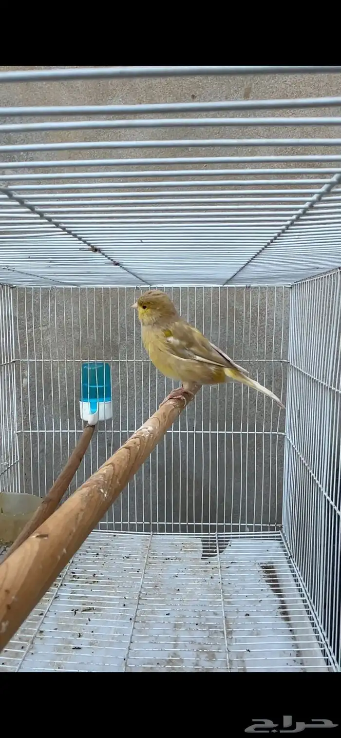 أنثى كناري جاهزه 2