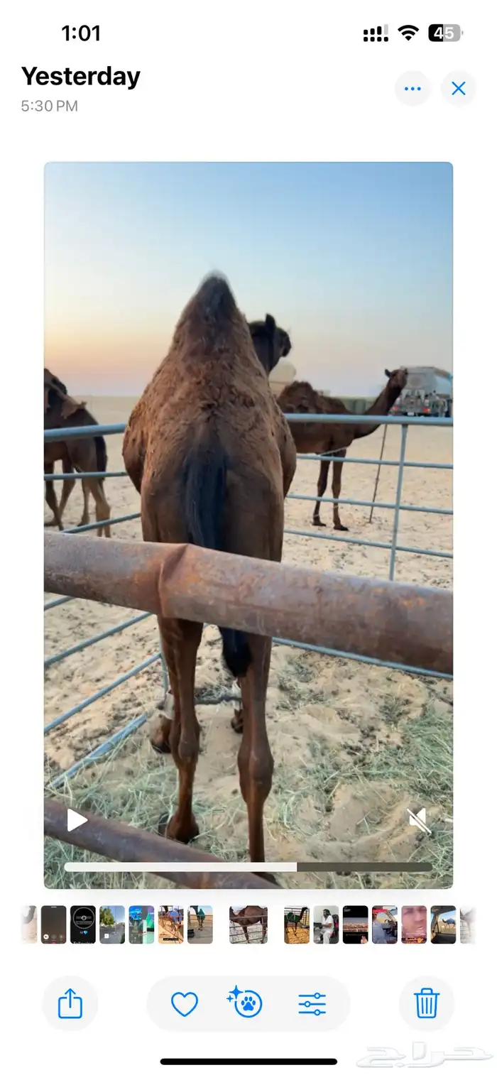 بكره للبيع 3