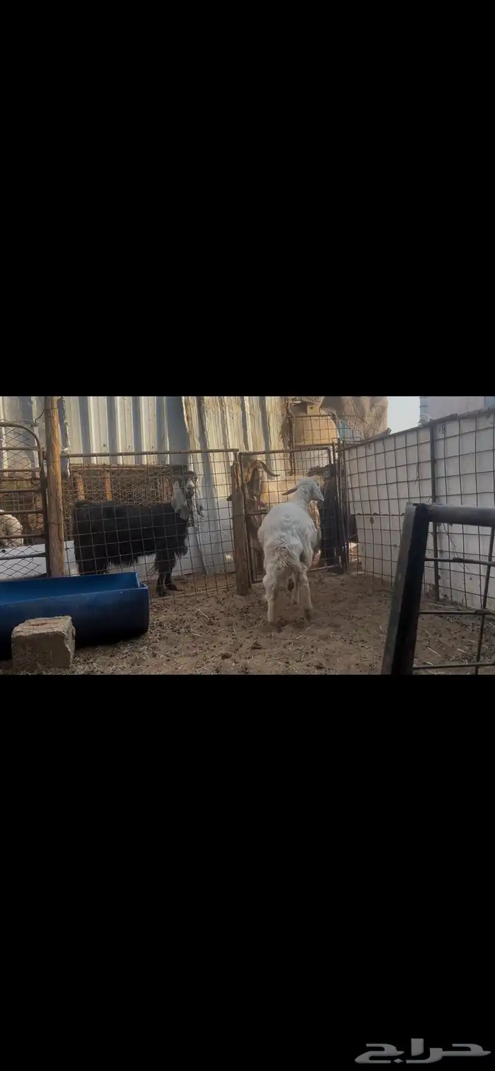 طلي حري ذبيحه..تم البيع 2