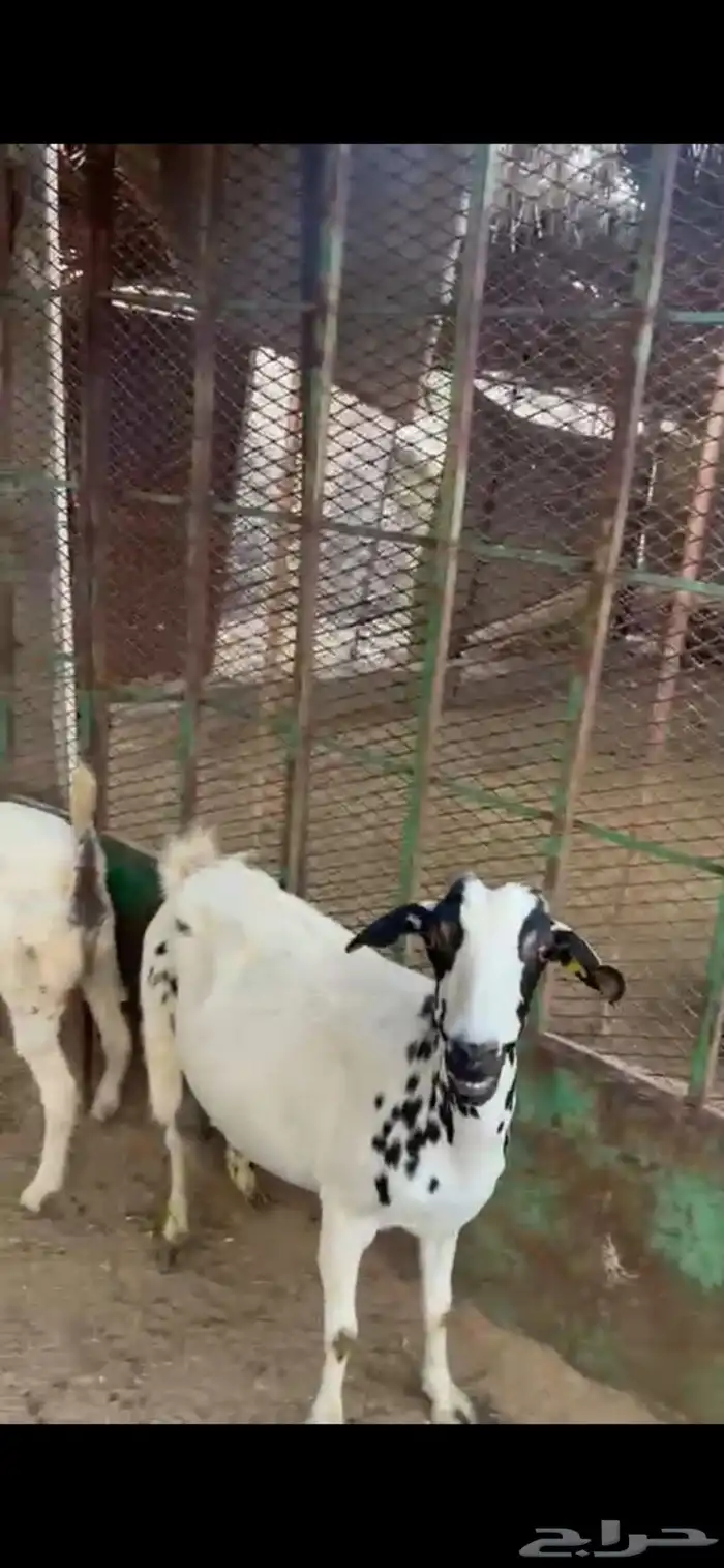 عنز جامع تحتها جمده 0