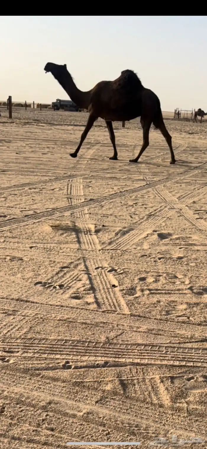 لقحه لها 9 شهور كفو مجهم 0