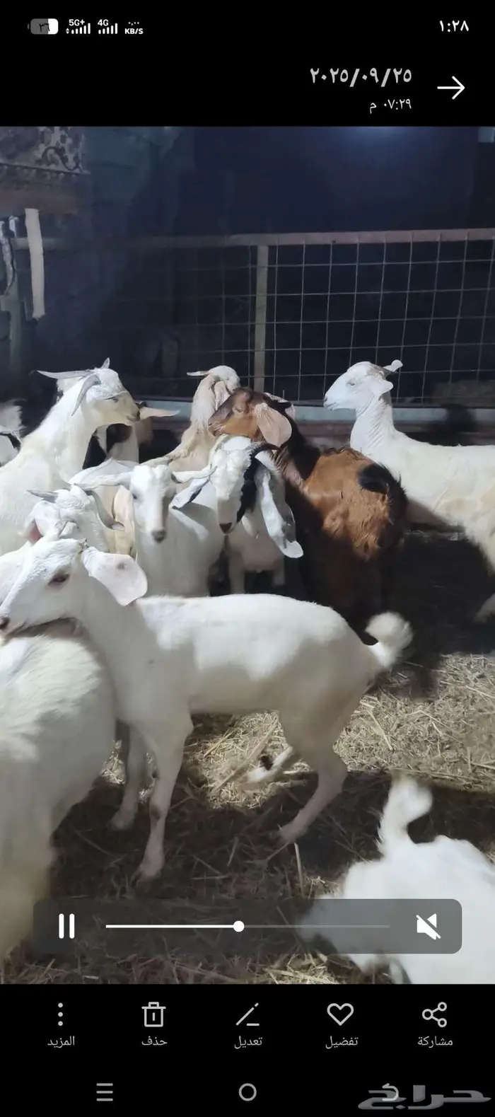 جيفار وتيوس بيشيه فاخره للبيع بسعر في متناول الجميع 1