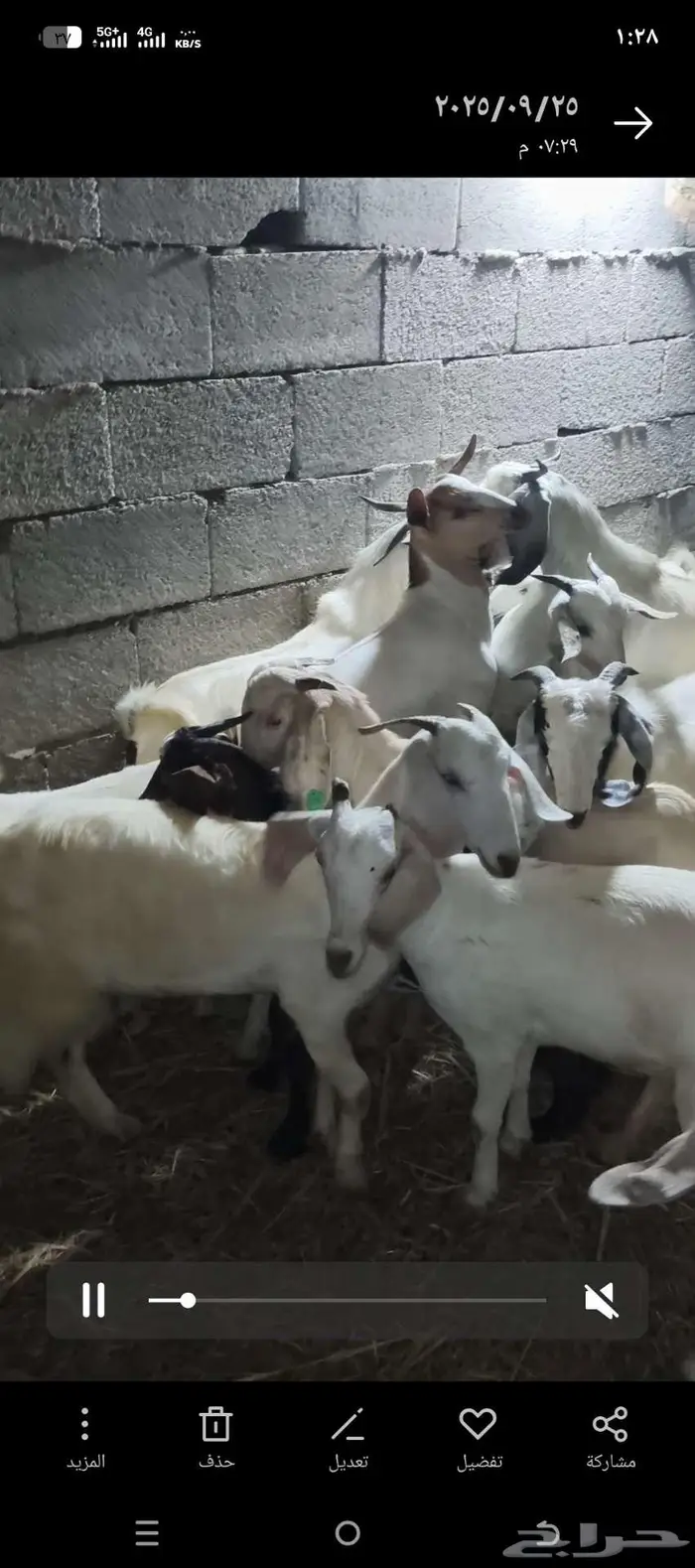 جيفار وتيوس بيشيه فاخره للبيع بسعر في متناول الجميع 0