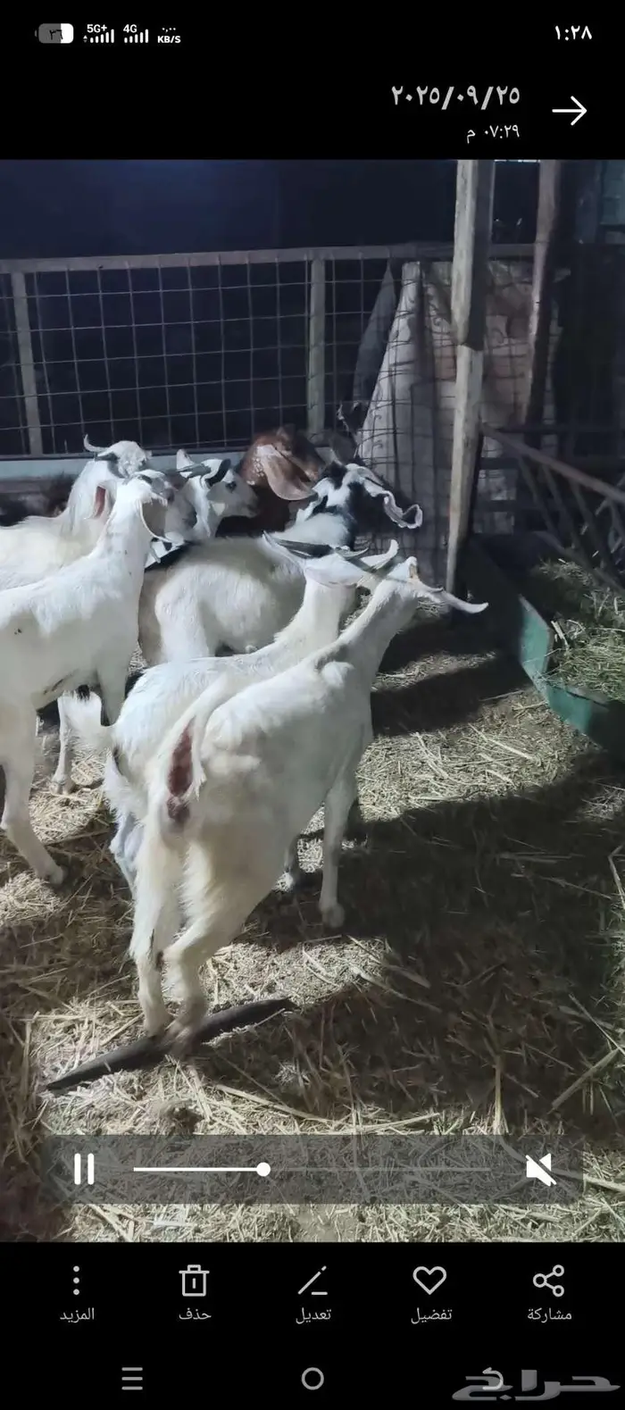 جيفار وتيوس بيشيه فاخره للبيع بسعر في متناول الجميع 2