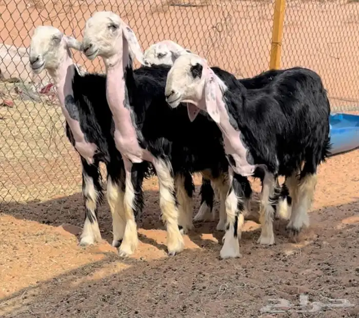 رخال نجد خصم منوة القناي 0