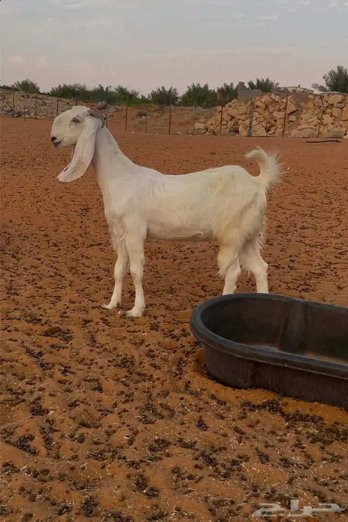 جفره مطوره تم البيع 0