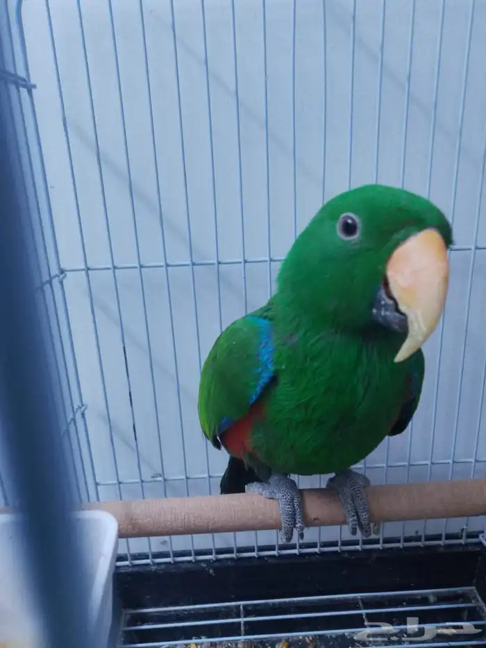 السلام عليكم ببغاء اكلكتوس للبيع 2