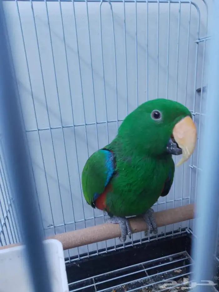 السلام عليكم ببغاء اكلكتوس للبيع 1