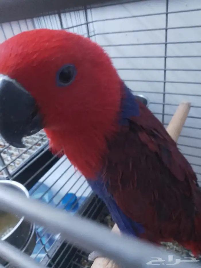 السلام عليكم ببغاء اكلكتوس للبيع 3