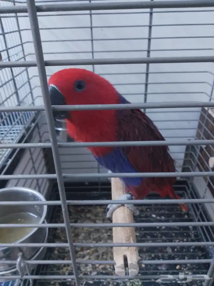 السلام عليكم ببغاء اكلكتوس للبيع 0