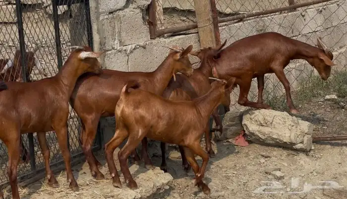 جفار دهم صنف ماشاء الله تم البيع 0