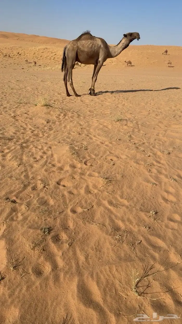 للبيع بعير اصفر 0