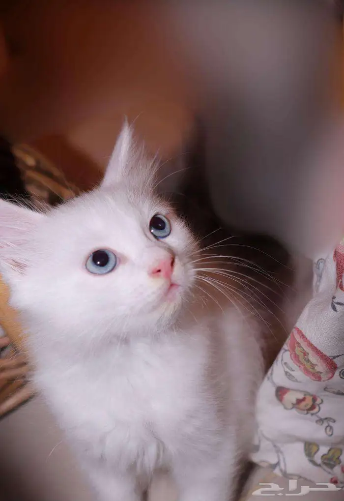 kitten 4sell كيتن للبيع ابيض و عيون زرقاء 3