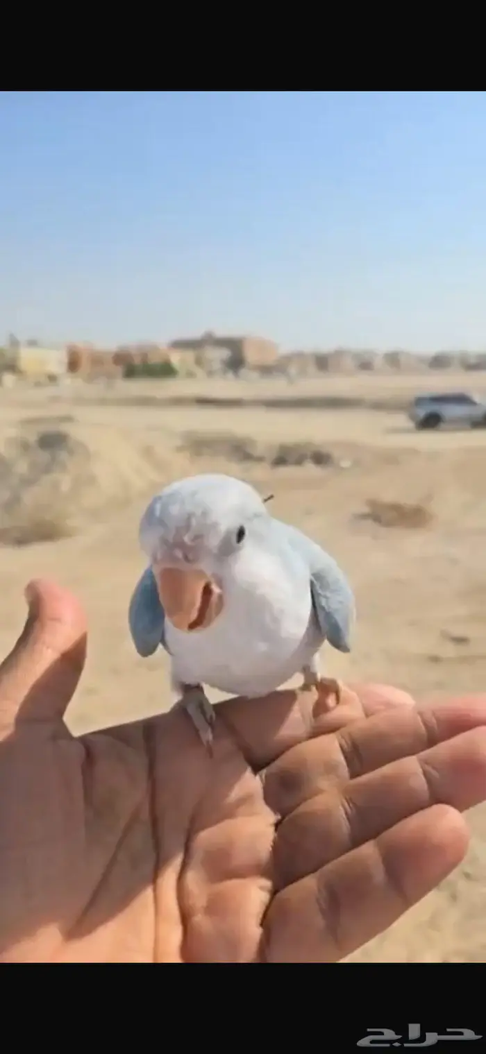 كويكر ازرق فاتح 1