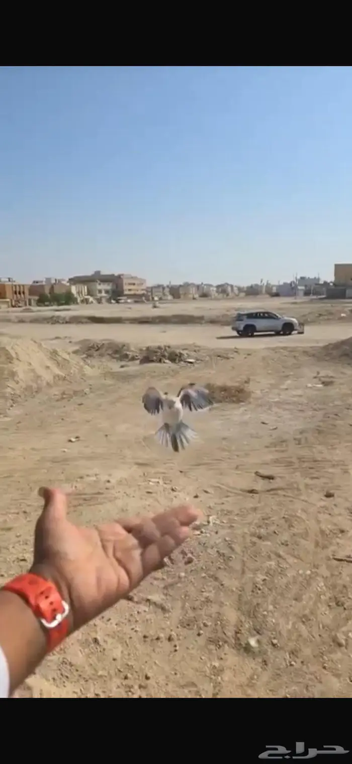 كويكر ازرق فاتح 0