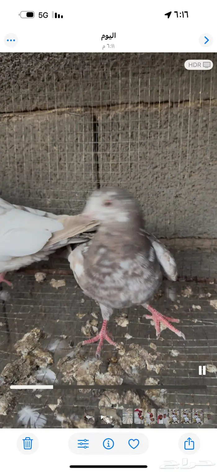 طبات هجين باكستاني وسلفر 0