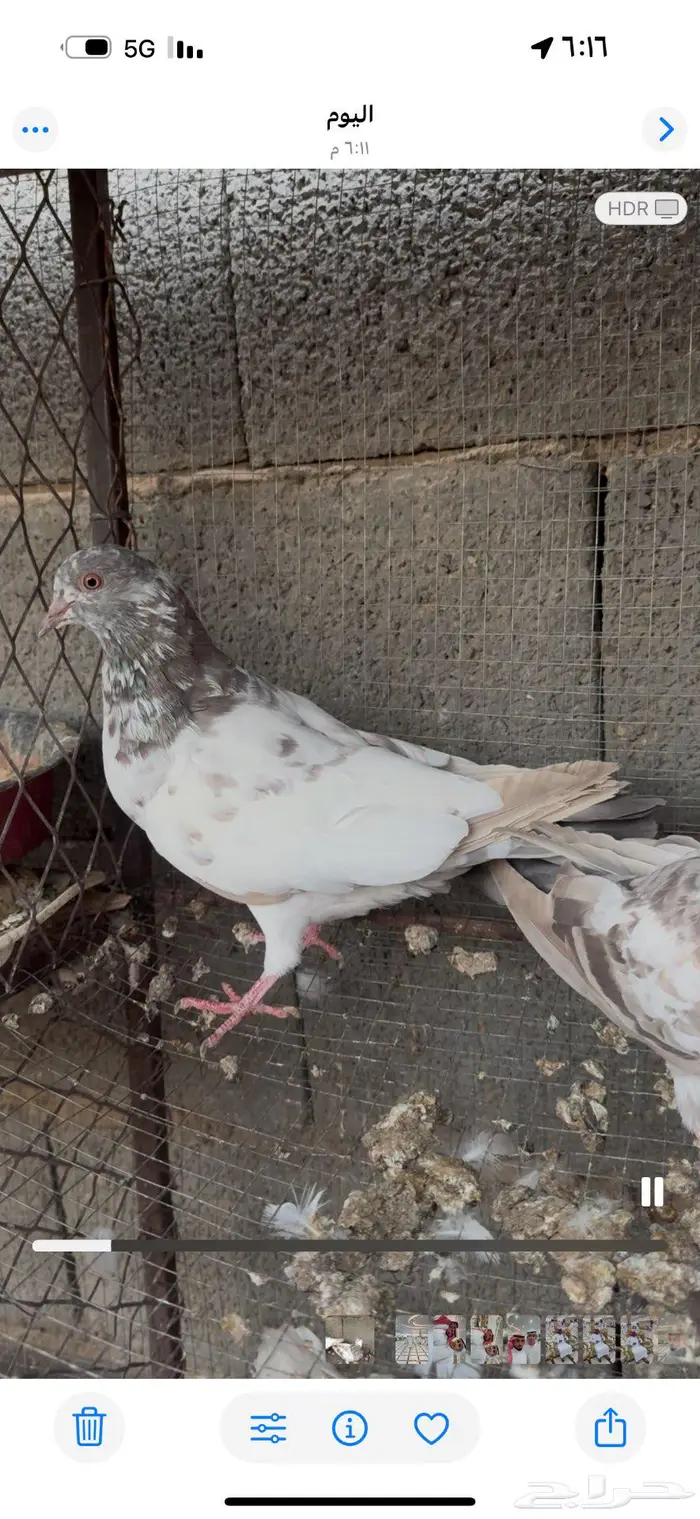طبات هجين باكستاني وسلفر 2