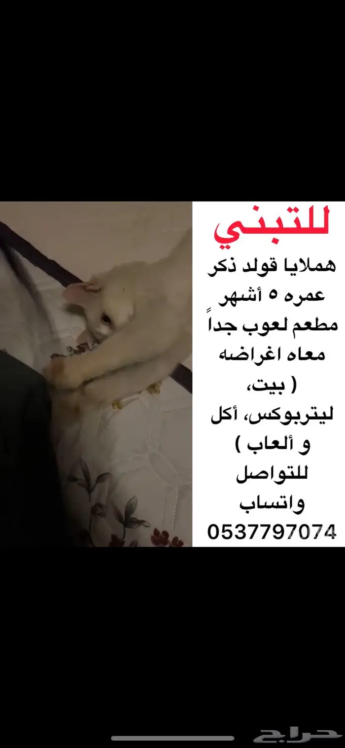 هملايا قولد للتبني معه اغراضه 0