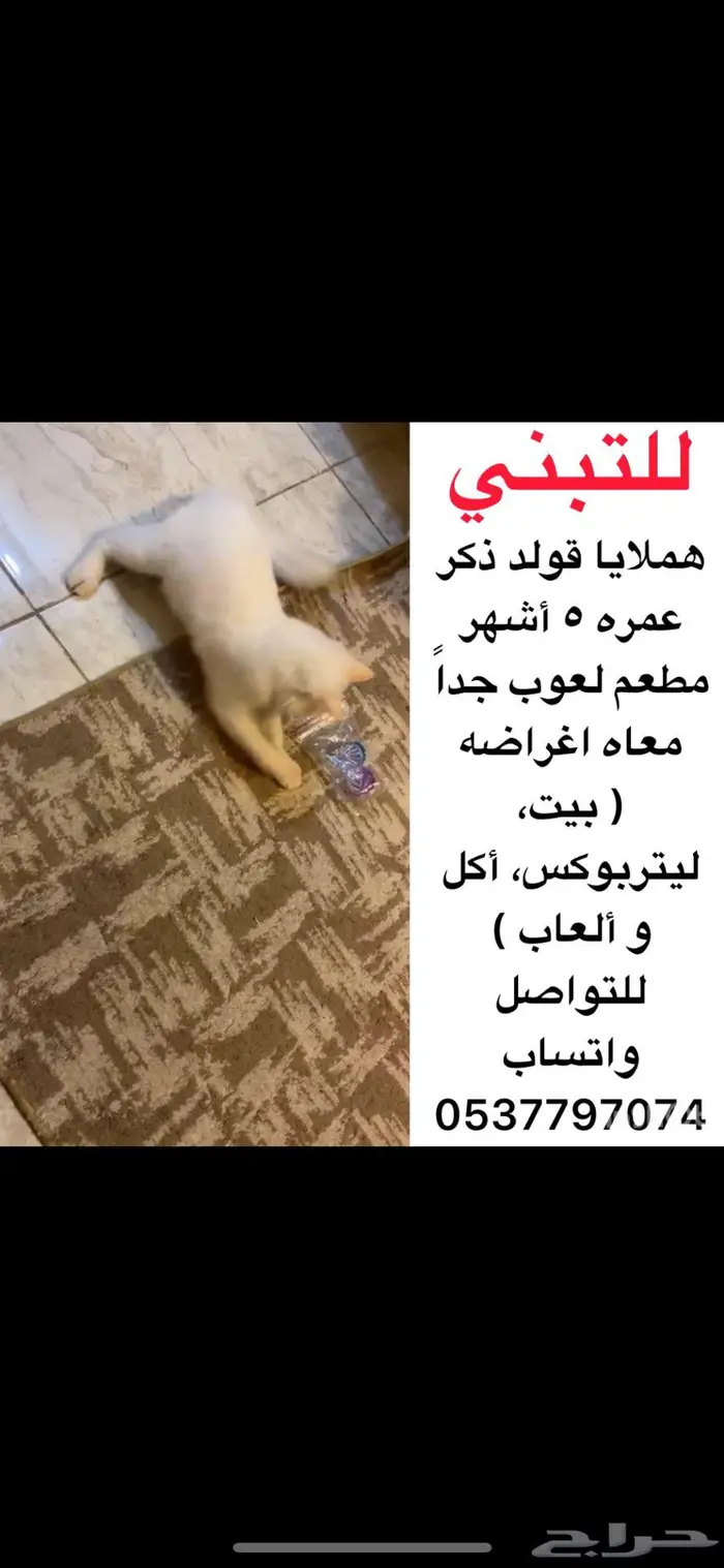 هملايا قولد للتبني معه اغراضه 1