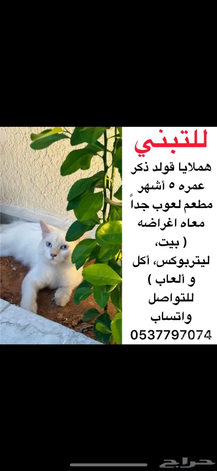 هملايا قولد للتبني معه اغراضه 2