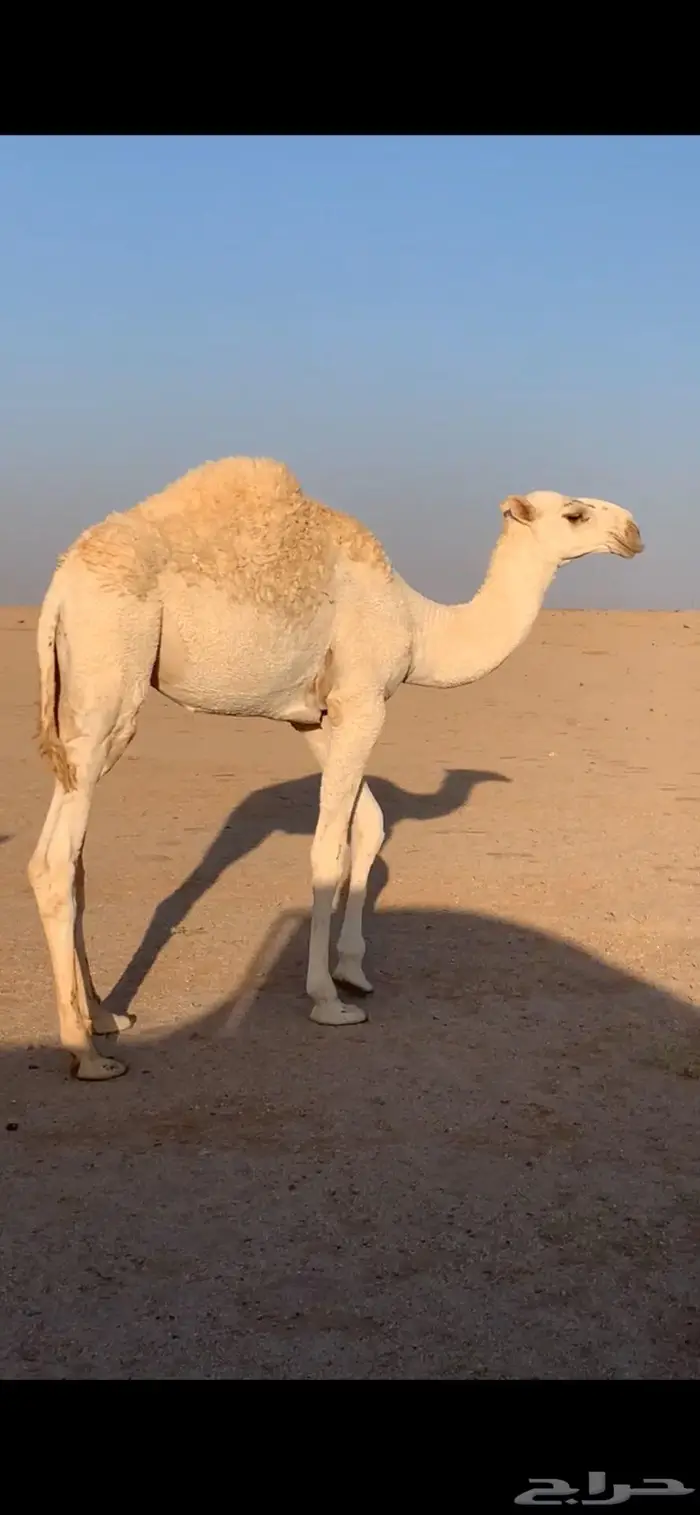 قعود للبيع 0