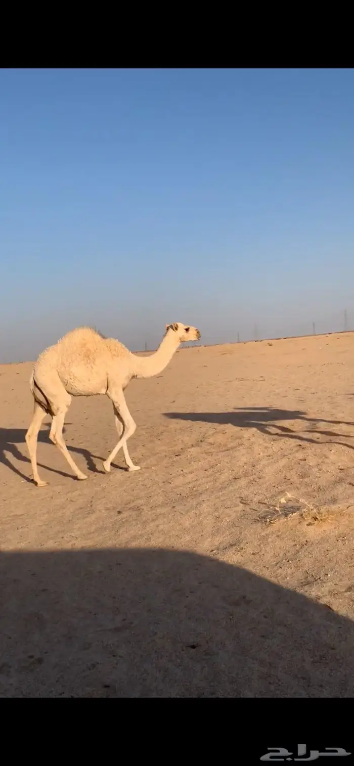 بكره للبيع 0