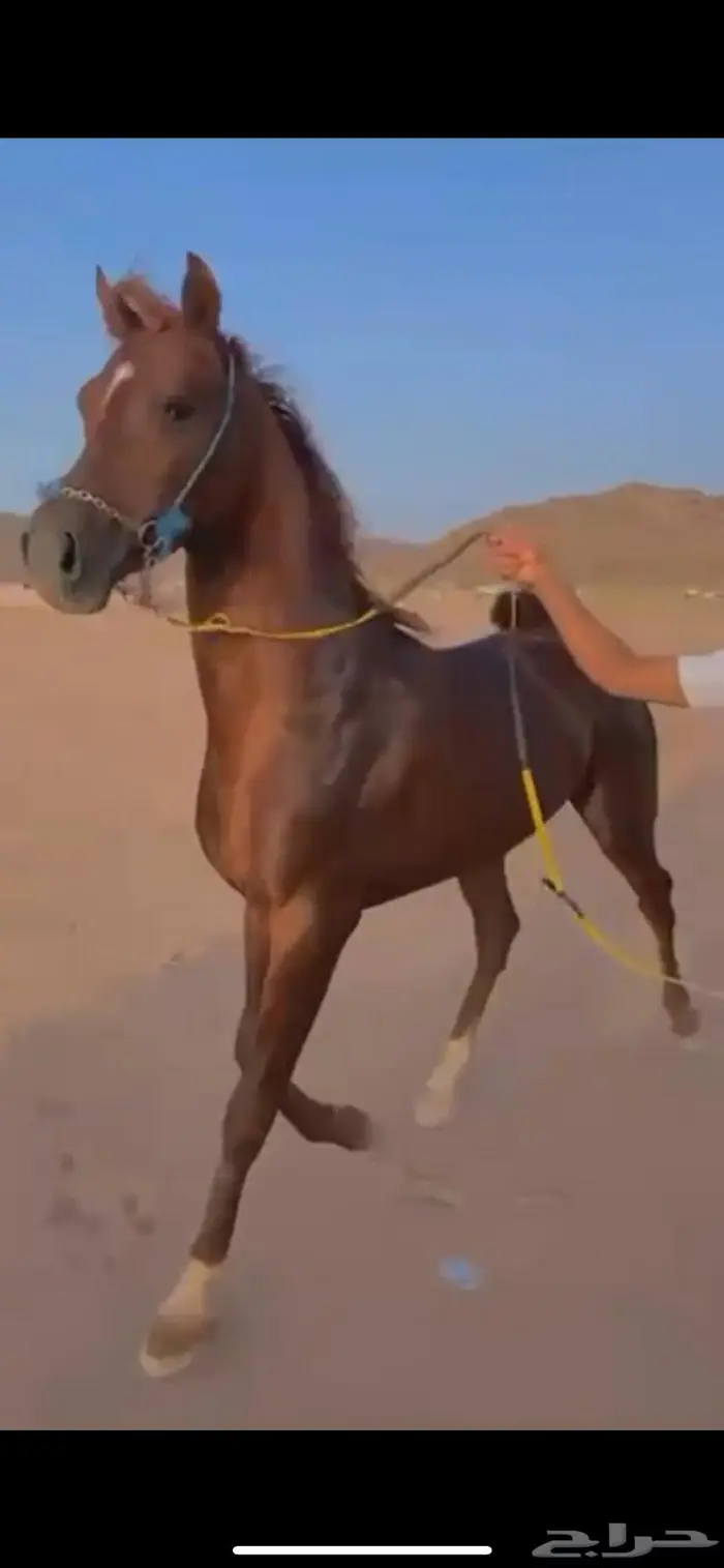 حصان شعبي كفو 0