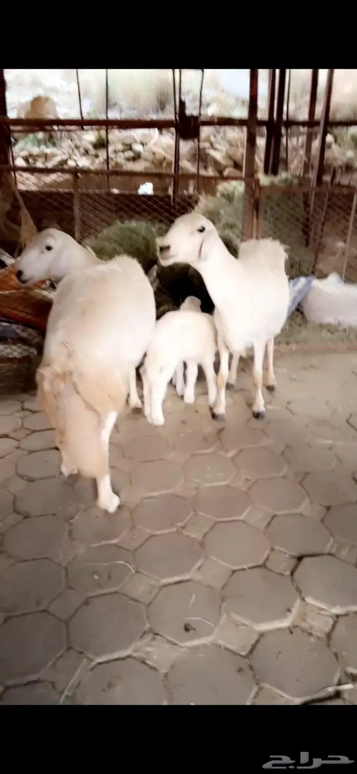 غنم تم البيع 0