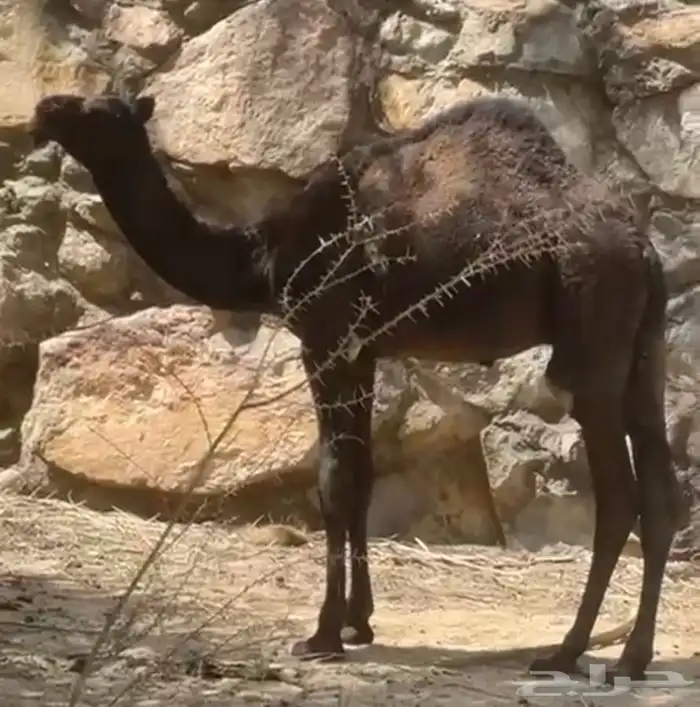 بيع حاشي لباني العشر ب 700 3