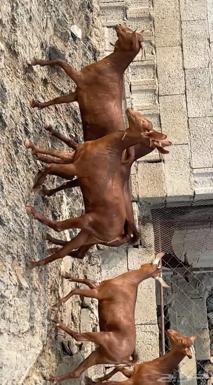 جفار دهم صنف ماشاء الله تم البيع 3