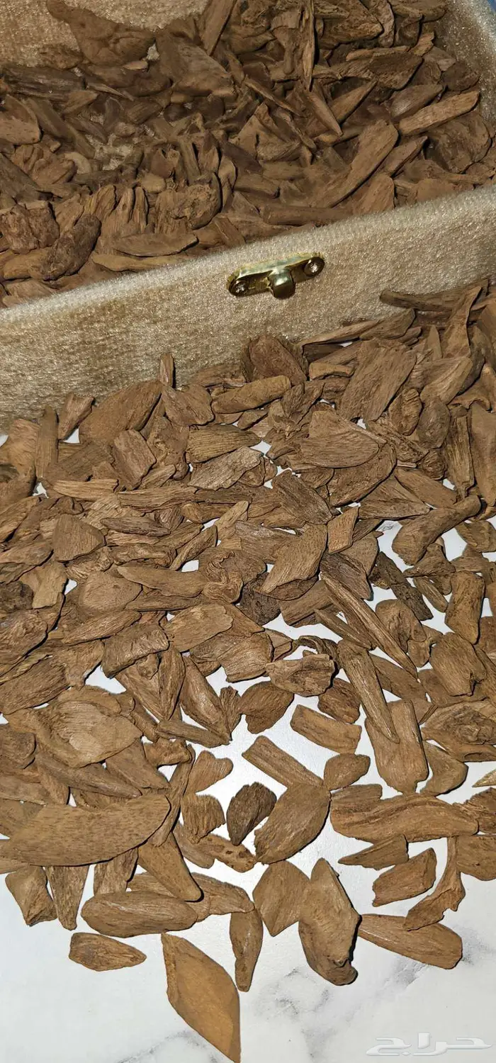 عود مروكي اصقون الثمن 550 ريال 0