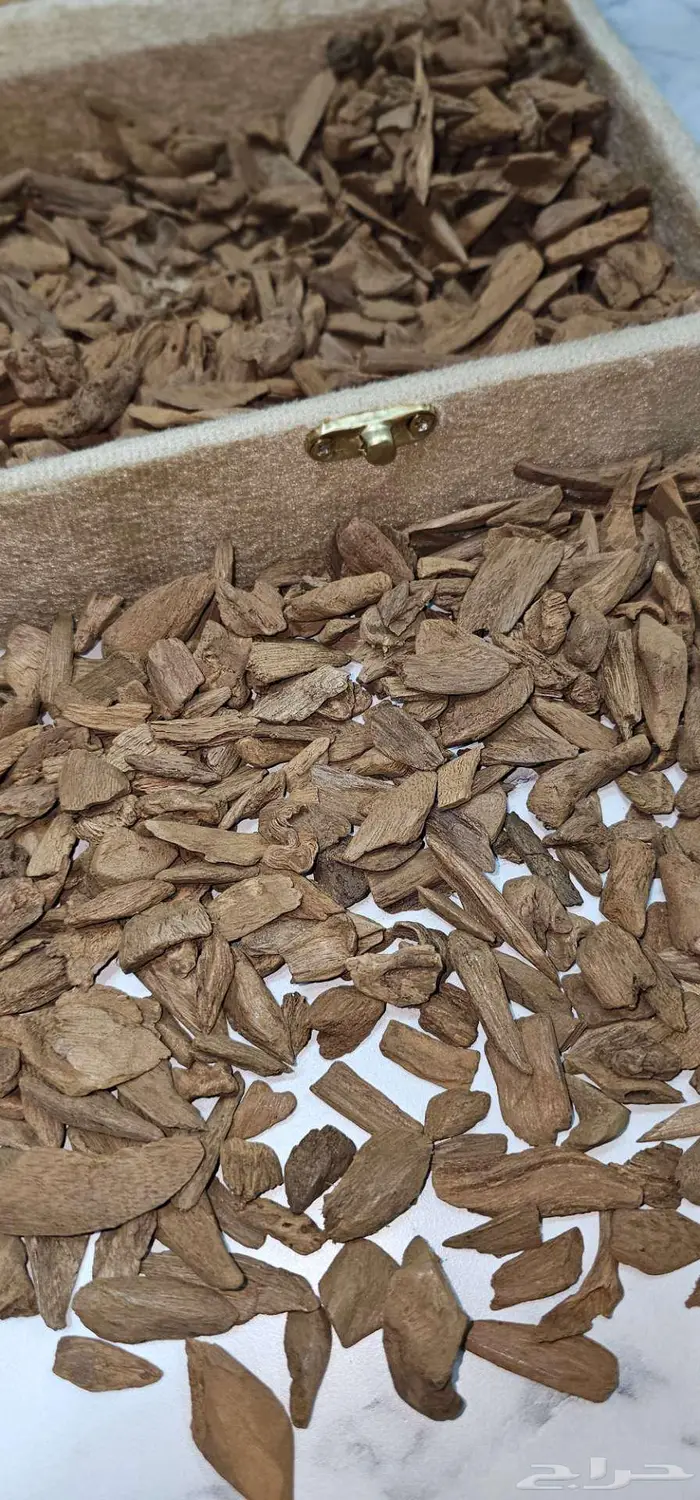 عود مروكي اصقون الثمن 550 ريال 1