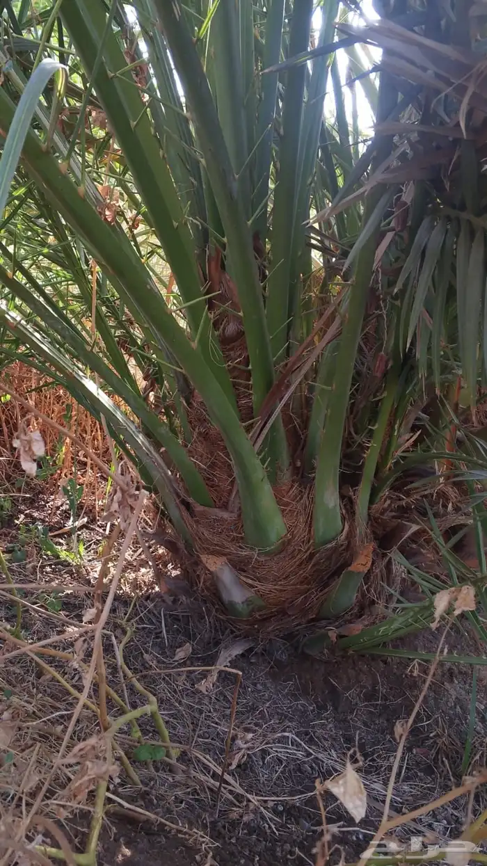 صقعي سكري مجدول 0