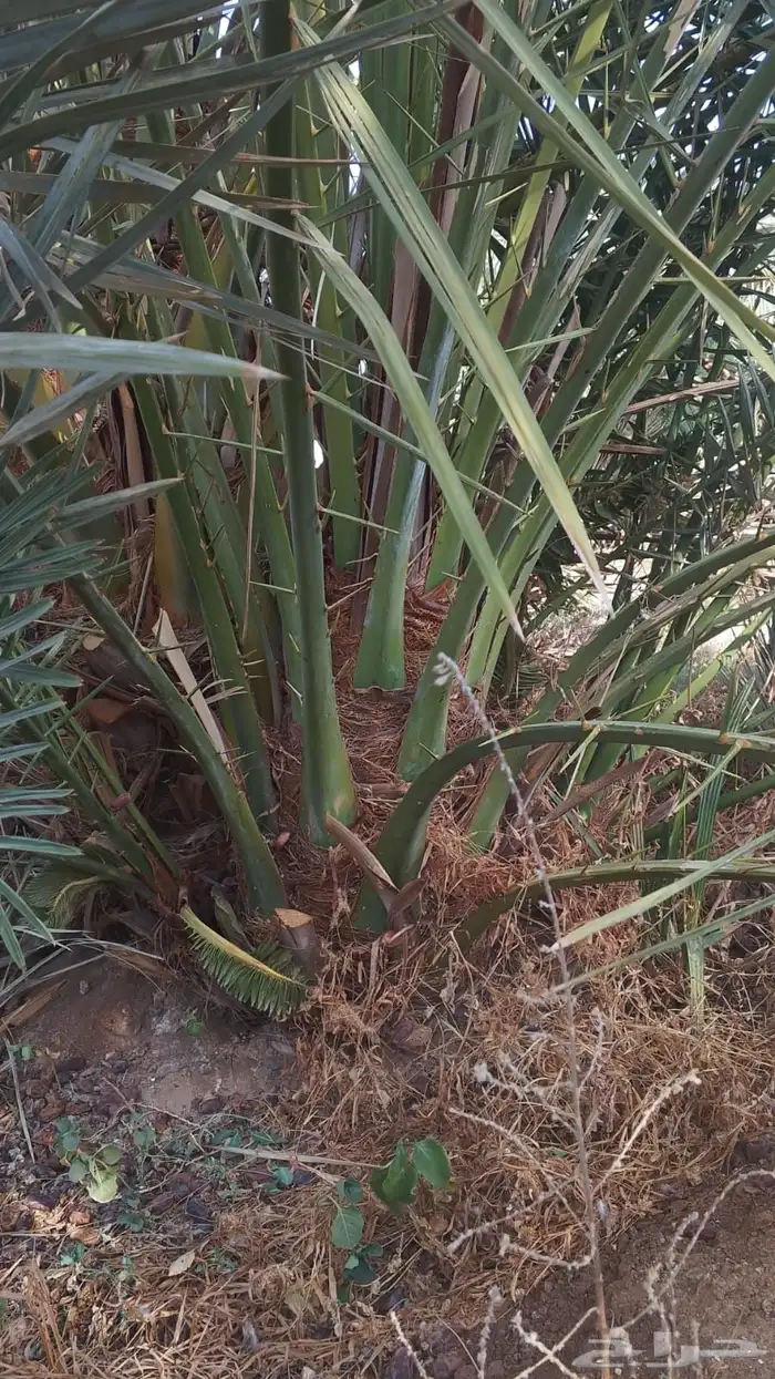 صقعي سكري مجدول 5